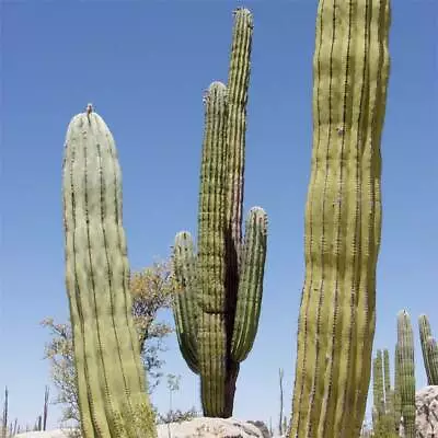 Pachycereus Pringlei - 15 Seeds - Mexican Giant Cardon Or Elephant Cactus • £1.75