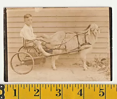 Vintage Original Circa 1900 Boy Riding Goat Cart • $7.50