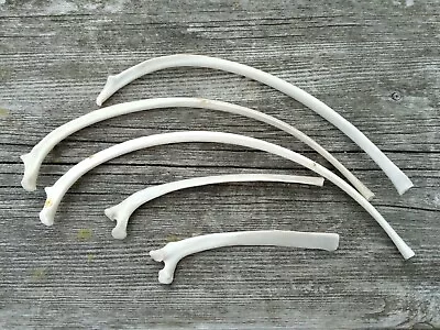 5 Real Coyote Rib Bones Randomly Selected Lot For Craft Or Collection • $12