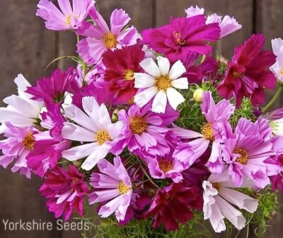 Seashell Cosmos - 60x Seeds - Flower • £1.99