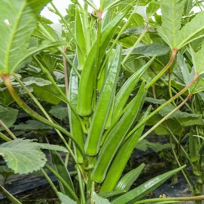 Clemson Spineless Okra Seeds | US Southern Ochro Okro Garden Vegetable Seed 2024 • £3.13