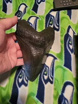 Megalodon Sharks Tooth 6 3/4   Inch NICE Fossil Sharks Tooth - Root Restoration • $450