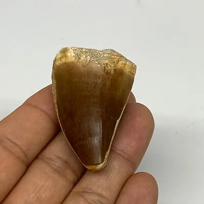 32.5g 1.8 X1.2 X1.1  Fossil Mosasaur Tooth Reptiles Cretaceous @Morocco B2373 • $10.50