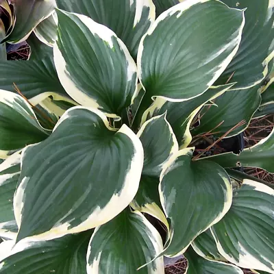 £7.99 • Buy Hosta 'Patriot' Herbaceous Perennial Hardy Plant In 9cm Pot