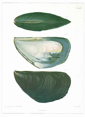 Chorus Mussel Vintage 1991 Shell Print J.L.D. Coutant Old Picture CNHPS#51 • $6.20