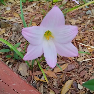 Pink Rain Lily 10 Bulbs Zephyranthes • $20