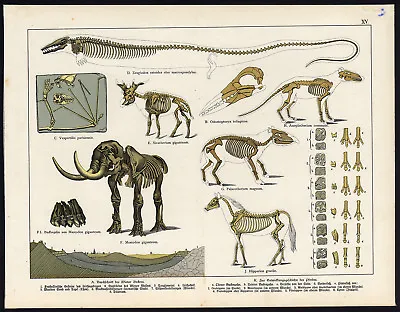 Antique Print-FOSSIL-PREHISTORY-SKELETON-MASTODON-ZEUGLODON-Schubert-1888 • $49.50