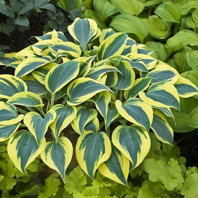 £4.99 • Buy Hosta Shadowland Autumn Frost Shade Perennial Garden Container Plant
