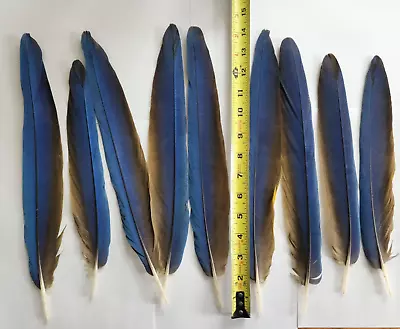 9 Blue And Gold Mccaw Parrot Feathers 12  -15  • $54
