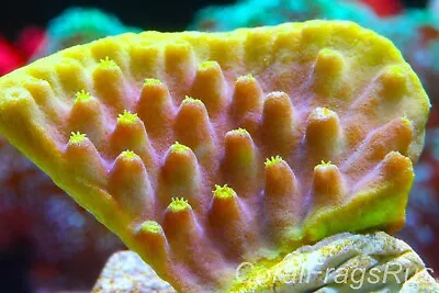 Marine CoralTurbinaria ReniformisGolden Scroll Coralsmall But Stunning Frag • £12.99