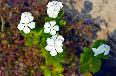 100+ Dwarf White Periwinkle Seeds (Vinca Little Blanche) Flowers GROUND COVER • $2.89