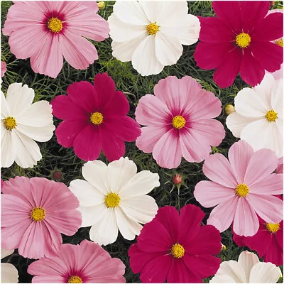 Cosmos Sonata Mixed  Mini Bedding Basket Plug Plants X 12 For Potting On • £14.99