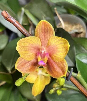 Phalaenopsis Mini “No ID” Spicy Fragrant 2 Spikes • $36