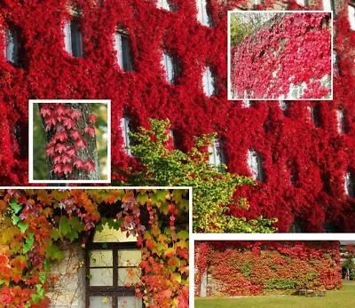 1 Pack 100 Red Virginia Creeper Seeds Parthenocissus Quinquefolia Boston Ivy  • $2.60