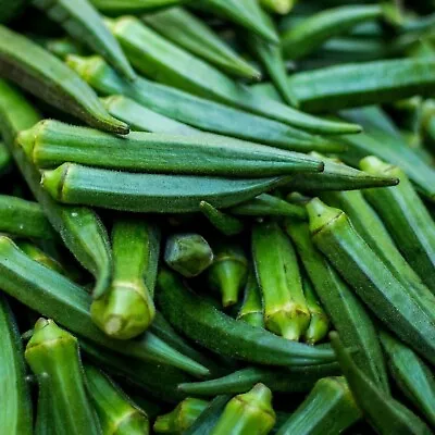 OKRA EMERALD 20+Seeds Easy Grow SUMMER Vegetable Garden LADY FINGER • $3.99