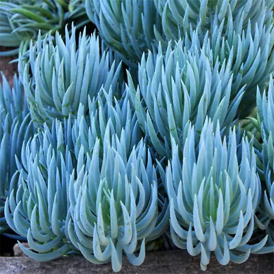 Senecio ( Kleinia ) Mandraliscae - 20 Seeds - Blue Finger Succulent • £1.75