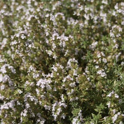 £2.20 • Buy Herb - Thyme Orangelo (Thymus Fragrantissimus) - Kings Seeds - 30 Seeds