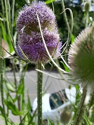 £5.99 • Buy 6 X Teasel Plants.,HARDY.WILD,BEE /BUTTERFLY LOVING,self Sowing.2024 Flowers..
