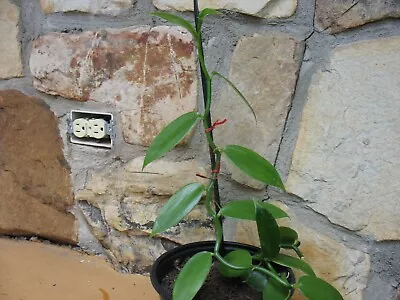 Vanilla Planifolia 24  Long (rooted Plant)  • $35