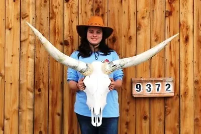 Steer Skull Polished Long Horns Mounted Art!! 3' 9  Cow Bull Longhorn H9372 • $174.95