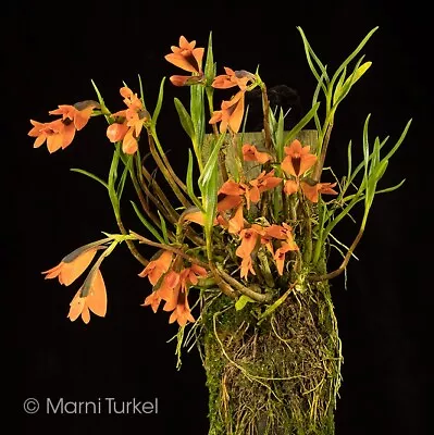 Dendrobium Vexillarius Orange Miniature Orchid Species Seedling • $39.99