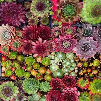 100 SEMPERVIVUM Seeds - Mixed Variety House Leeks/Hen & Chicks Succulents • £2.99