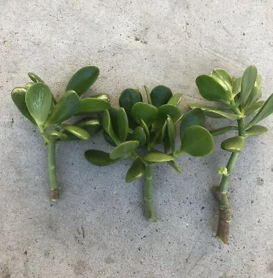 3 Jade Plant Fresh Cutting  Money Plant Ready To Plant No Root • $12.99