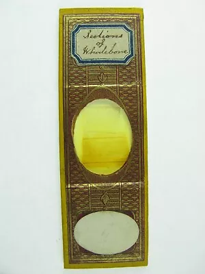 Antique Microscope Slide.  Sections Of Whalebone . • $13.06