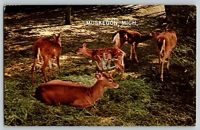 Wild Deer Relaxing Northern Forest Muskegon Michigan Vtg Postcard • $4.45