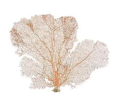 Sea Fan Coral | Orange Coral Sea Fan 7 To 10 | Natural Real Piece Of Coral Sea • $28.56