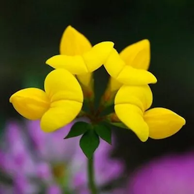 British Wild Flower - 100 Seeds - Lotus Corniculatus - Birds Foot Trefoil • £1.99