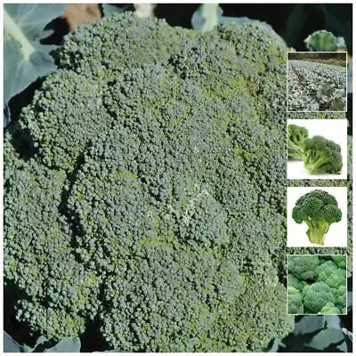 Broccoli Green King X30 Seeds. Large Head. Hybrid Variety. Disease Resistant • $4.35