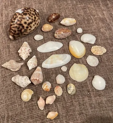 Small Mixed Selection Of Sea Shells For Crafts Display Or Fish Tanks • £7.50