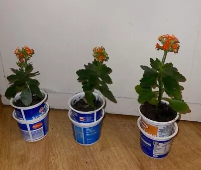 Flaming Katy Orange   Kalanchoe Blossfeldiana   Plant In Plastic Pot  • £6