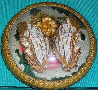 Vintage Framed Mounted Butterfly - Cyrestis Thyodamas ? • $1.23