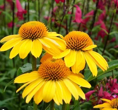 ORGANIC - 20 Seeds Perennial Echinacea Salsa Lemon UK Seeds Non GMO • £5.20