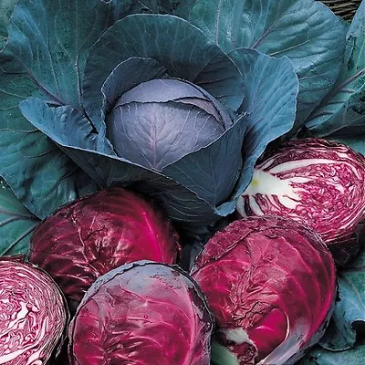 Cabbage Red Drumhead  7.0 Gram ~ 2100 Seeds • £2.29