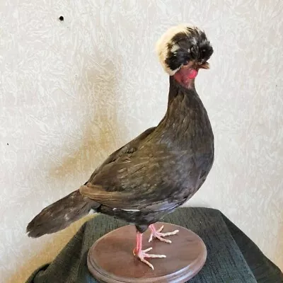 Hollands Kuifhoen Hen Rooster Chicken Taxidermy Stand Mount • $320