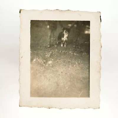 Decapitated Men Holding Dog Photo 1940s Olympia Washington Shetland Collie B3045 • $29.95