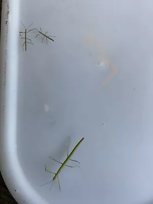 £1.99 • Buy 5 X Indian Stick Insect Nymphs. (feeder Food)