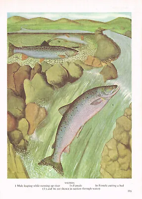 Salmon Leaping Fish Print Picture Vintage 1985 IBOV#105 • $4.34