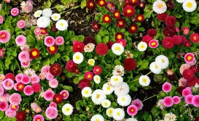 Bellis Perennis Seeds DAISY ENGLISH POMPONETTE 50 Pcs Mixed Colors Garden Flower • £2.49