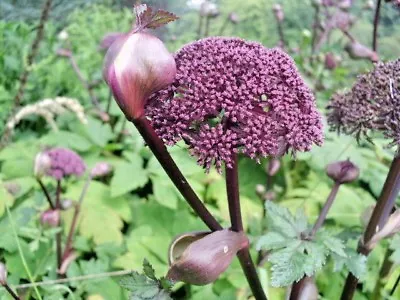 30 APPALACHIAN MOUNTAIN MINT SEEDS - Pycnanthemum Flexuosum   • £4.02