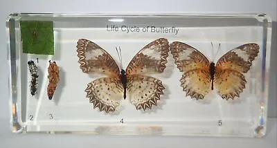 Leopard Lacewing Butterfly Life Cycle Set Cethosia Cyane Specimen Education Aid • $40