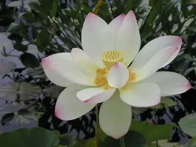 Nelumbo Nucifera . Lotus Lily Seeds 10 Fresh Seeds • £3.95