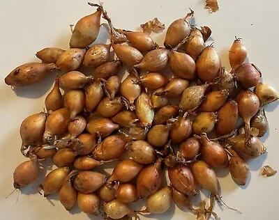 £5.95 • Buy Sturon Globe Onion Sets - Spring Planting - Fresh 2023 UK Stock