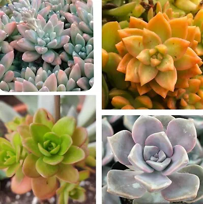 *SALE* Succulent Rosette *cuttings* ×4 Species! Graptopetalum Sedum Plants • $9.95