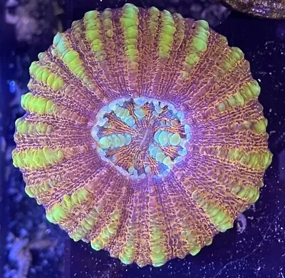 Ultra Mini Scolymia - WYSIWYG - LIVE CORAL • $89