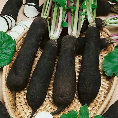 Vegetable Radish - Black Spanish Long (Moolli Type)  - Kings Seeds - 750 Seeds • £2.05