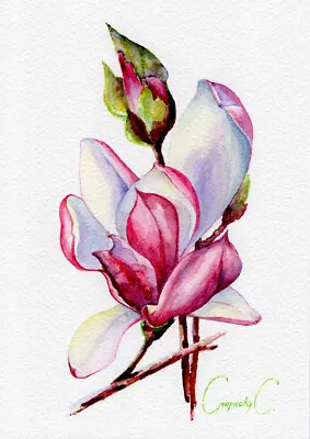 Magnolia PRINT Flowers Pink Green Print Of Original Watercolor Painting • £7.72